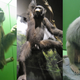 Image for article titled Here's Every Single Penis in the American Museum of Natural History
